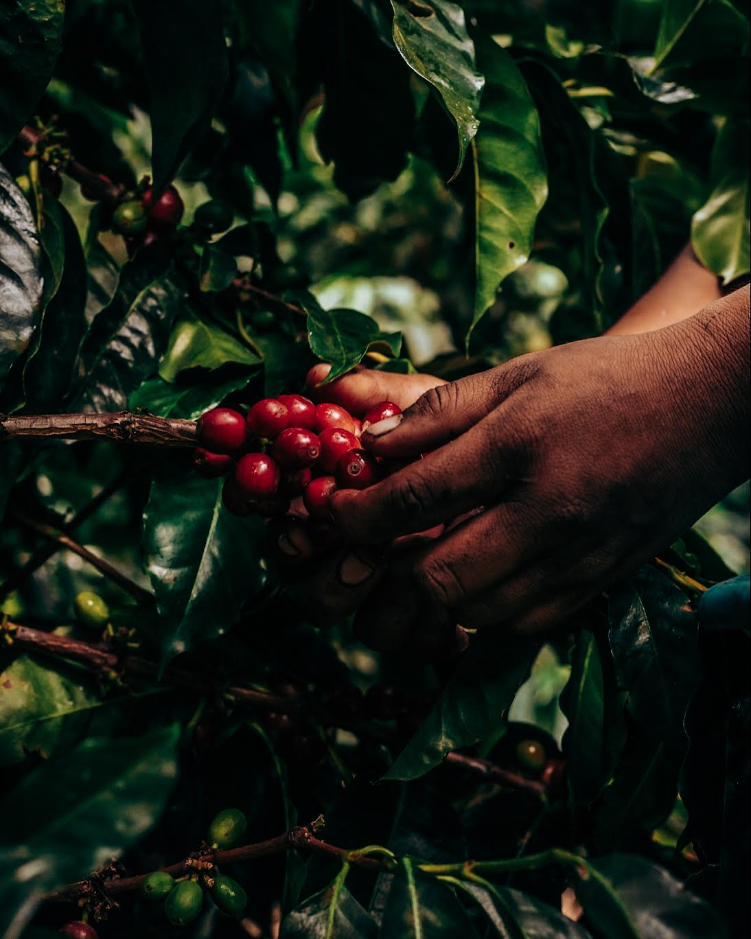 Bambito Estate Coffee - Red Bourbon Natural