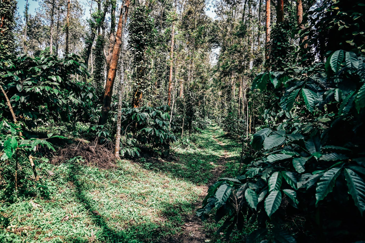 Craigmore Kattimuttu - Robusta - Honey Sundried