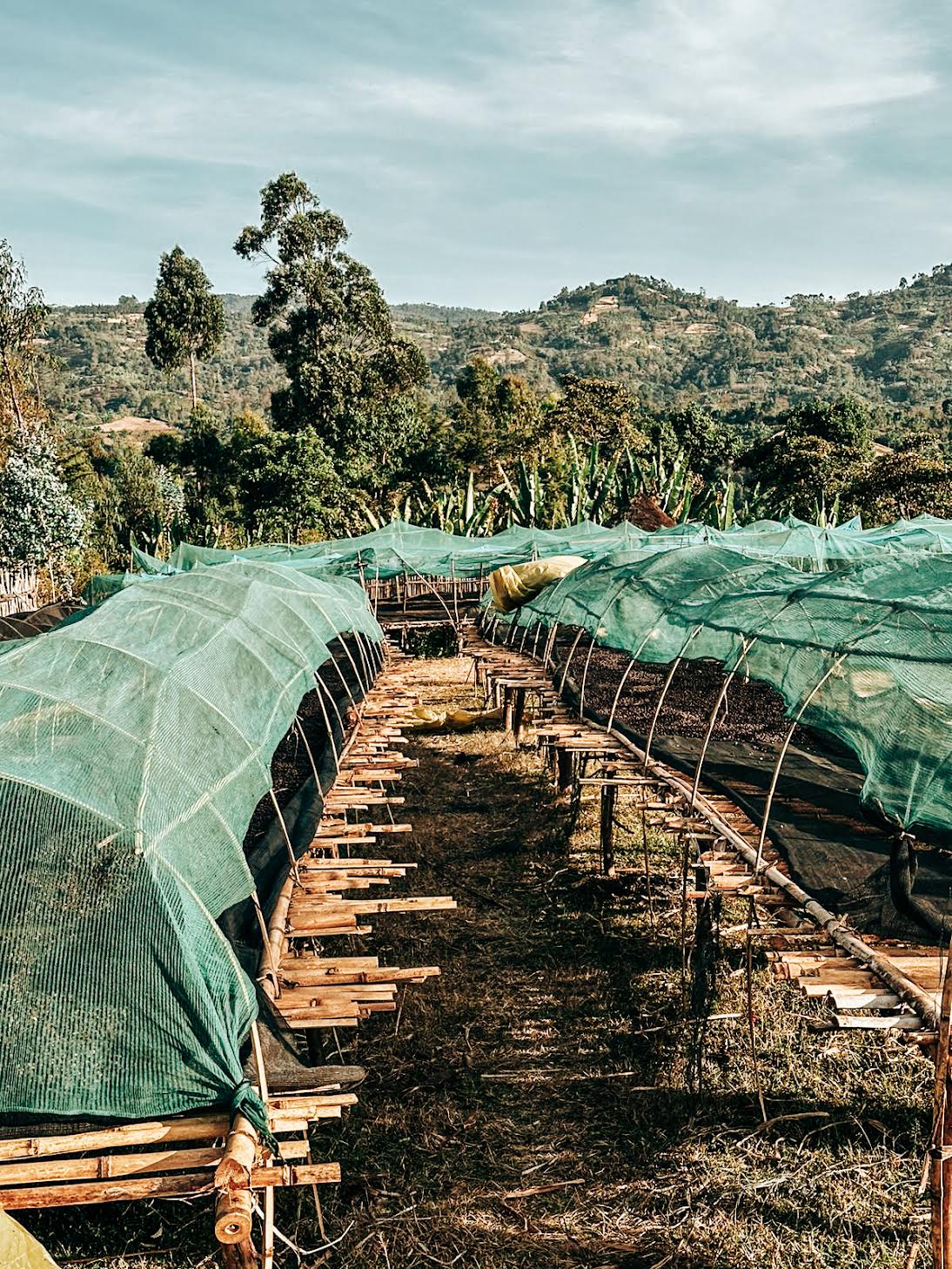 Mitiku Yabato Natural