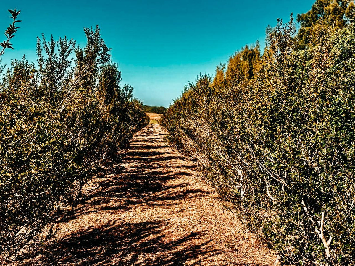 Natural Racemosa