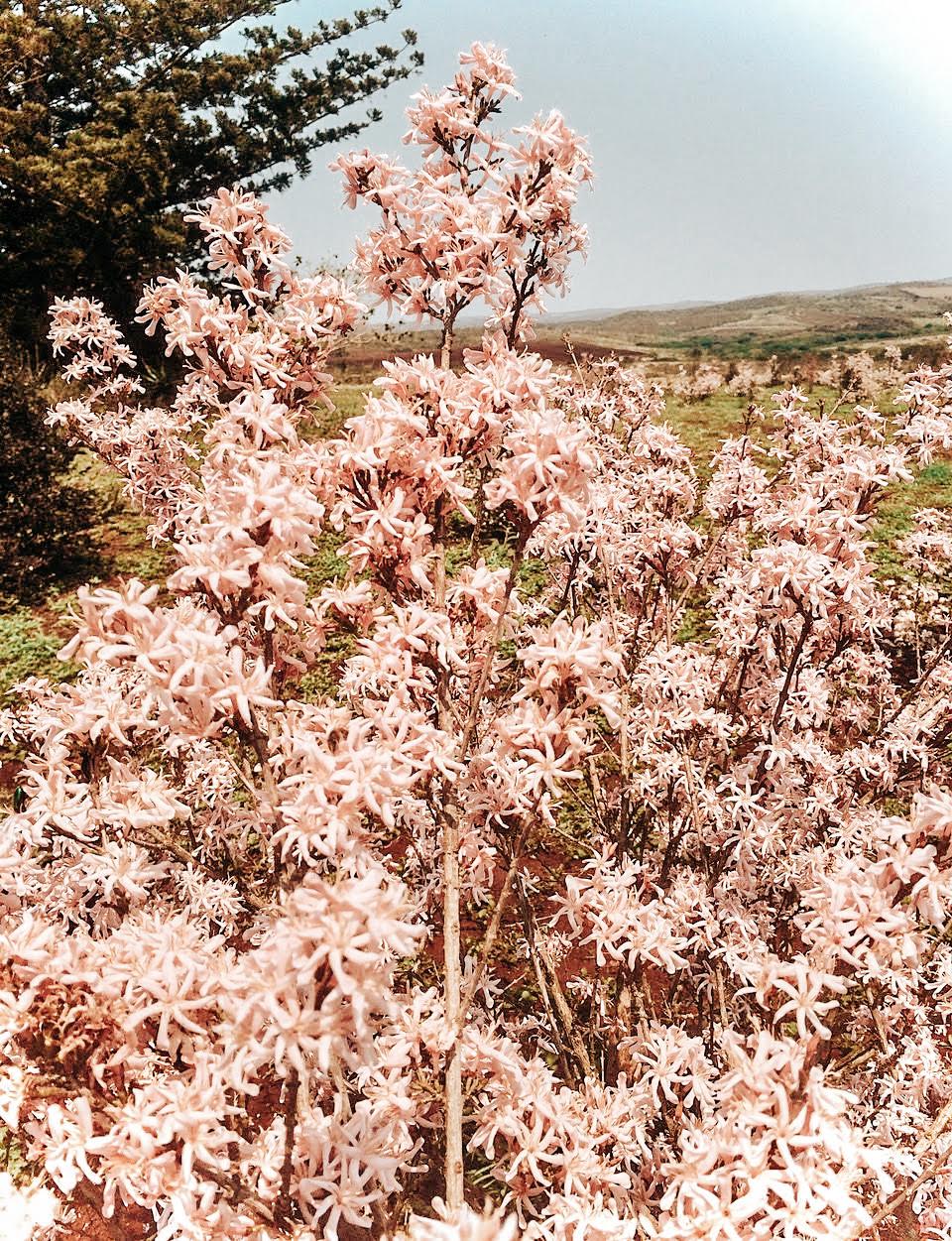 Gewaschene Racemosa