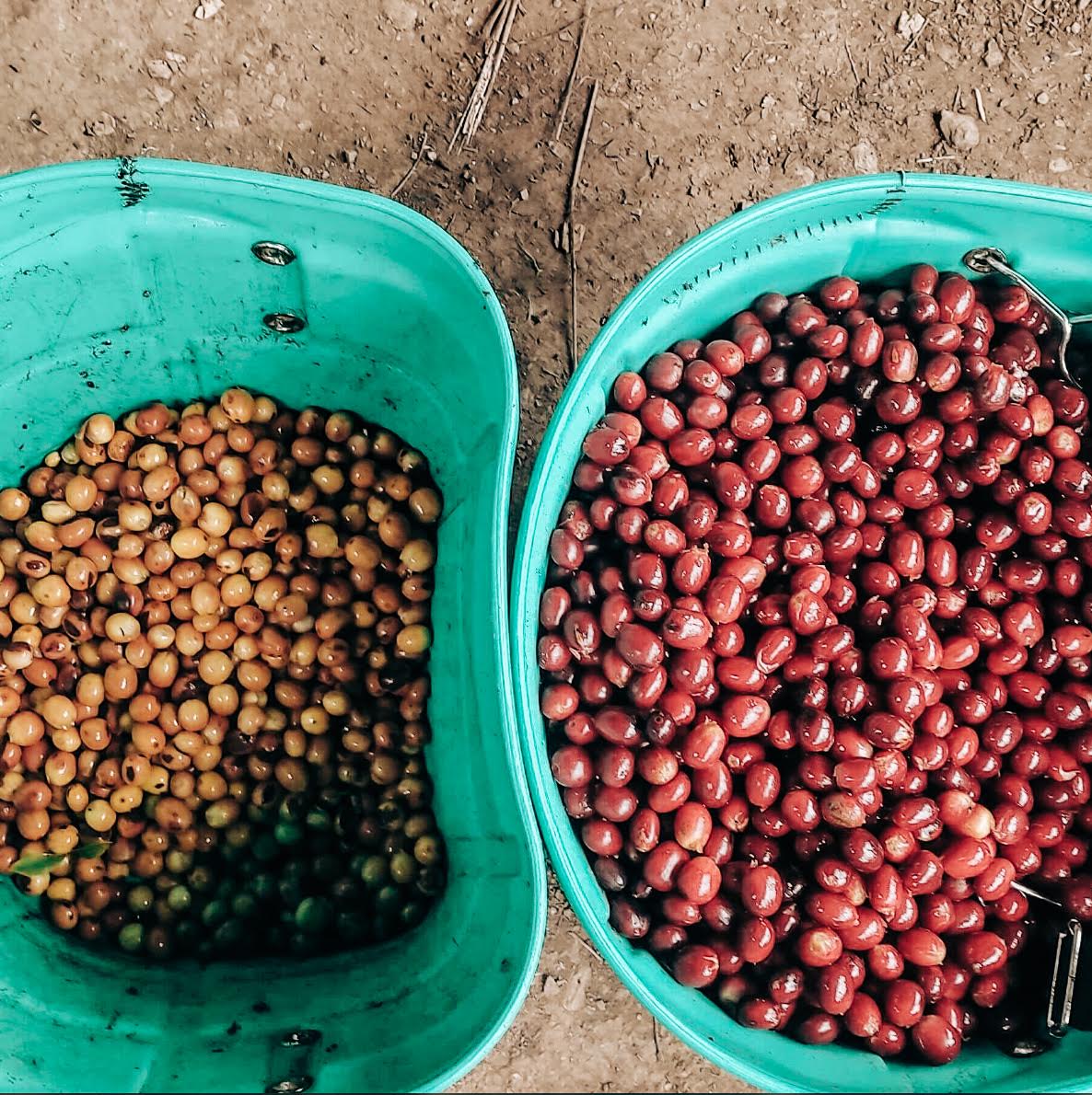 Finca La Trinidad - Alexander Robles Loaiza - Geisha - Nanolot