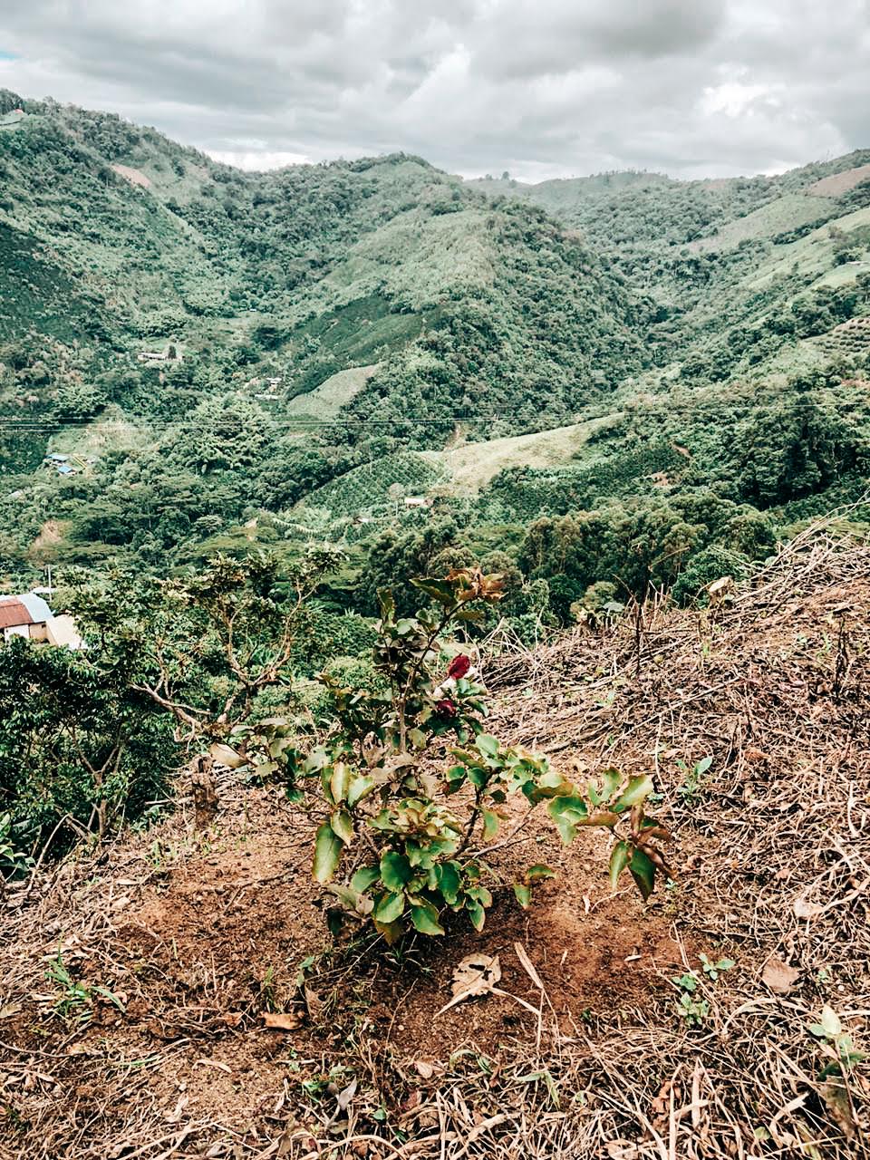 Timaná Community - Washed Castillo