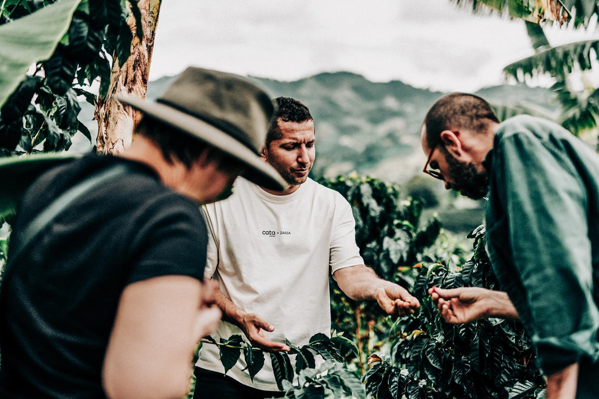 Jhonatan Gasca Измит Pink Bourbon