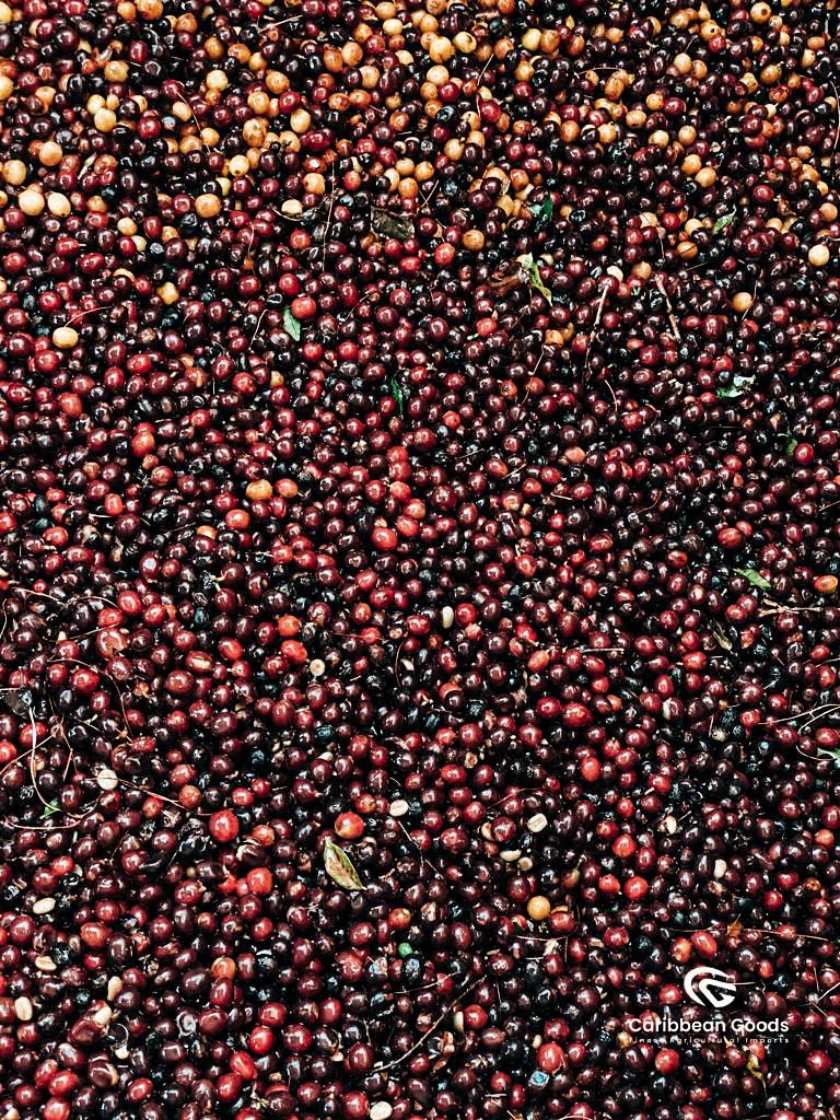 Amatillo Bourbon Catuai