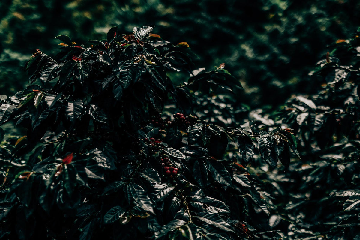 Zarza Natural Geisha