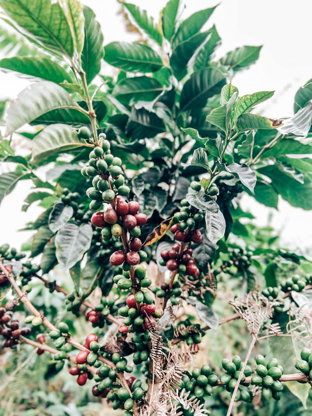 Regional Sierra Nevada Blend