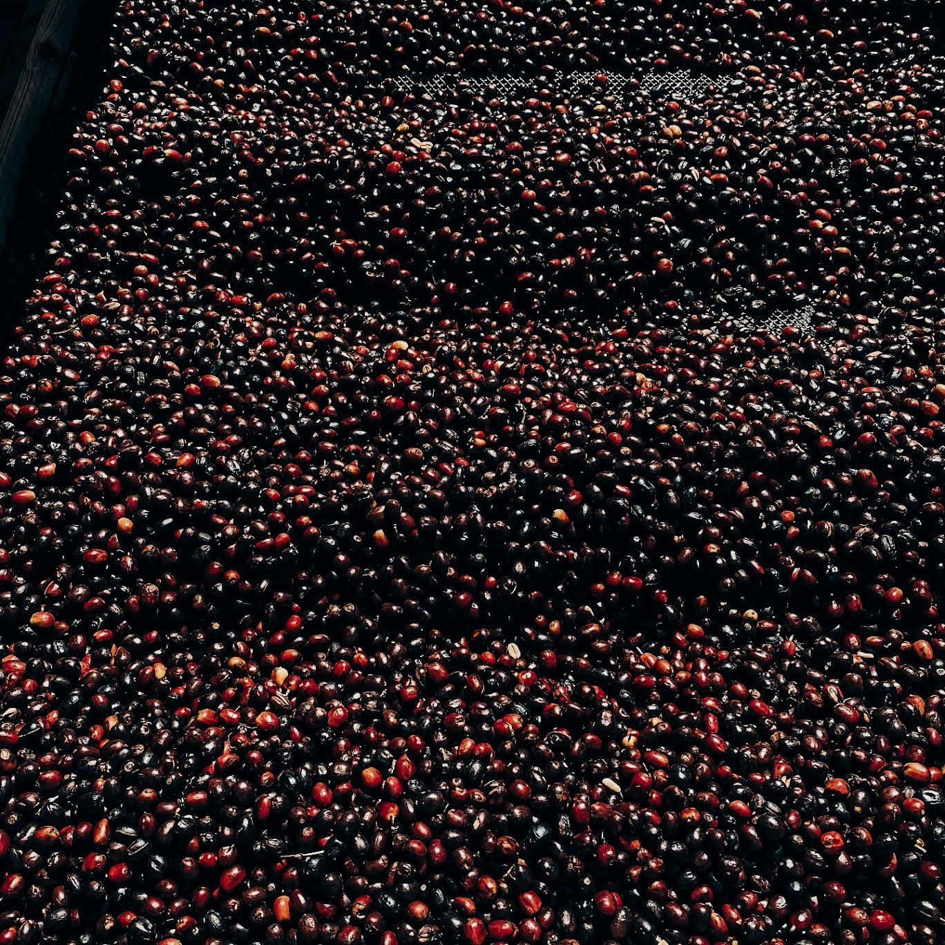 Bambito Estate Coffee - Red Bourbon Natural