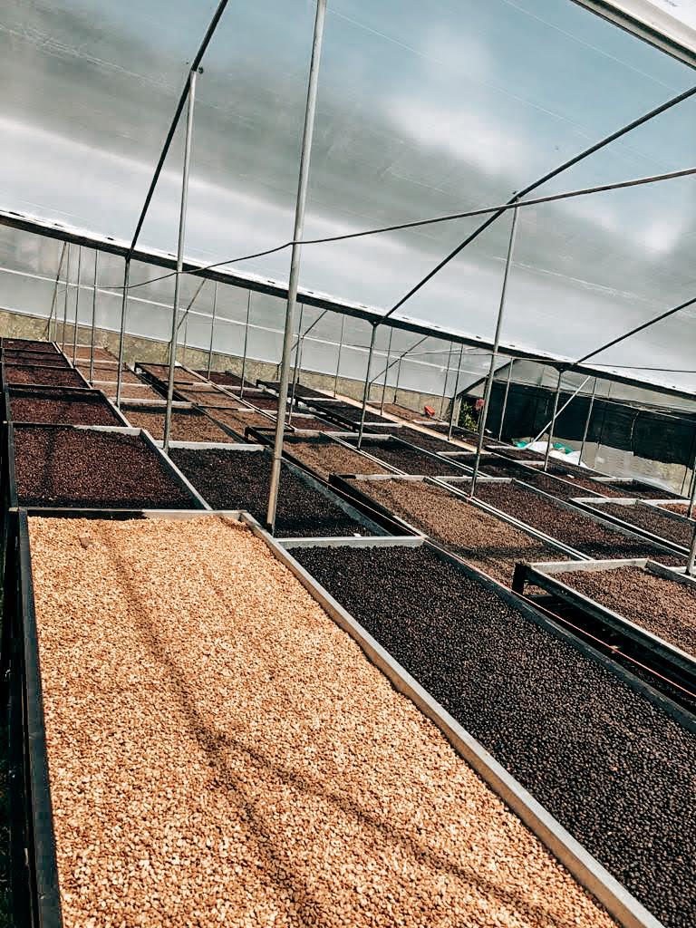 Altieri Coffee Catuai Natural Anaerobic