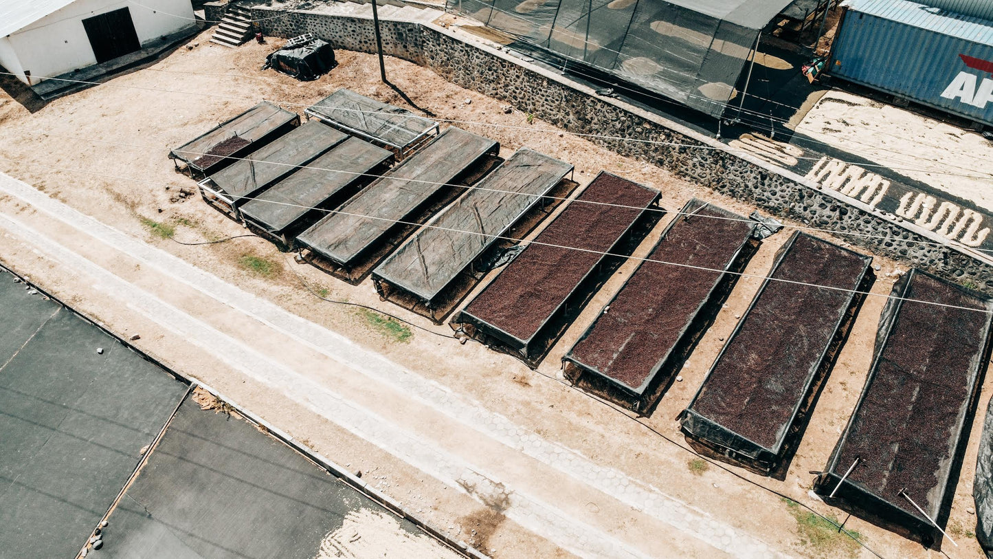 Bethania Hortensia - Washed Catuai