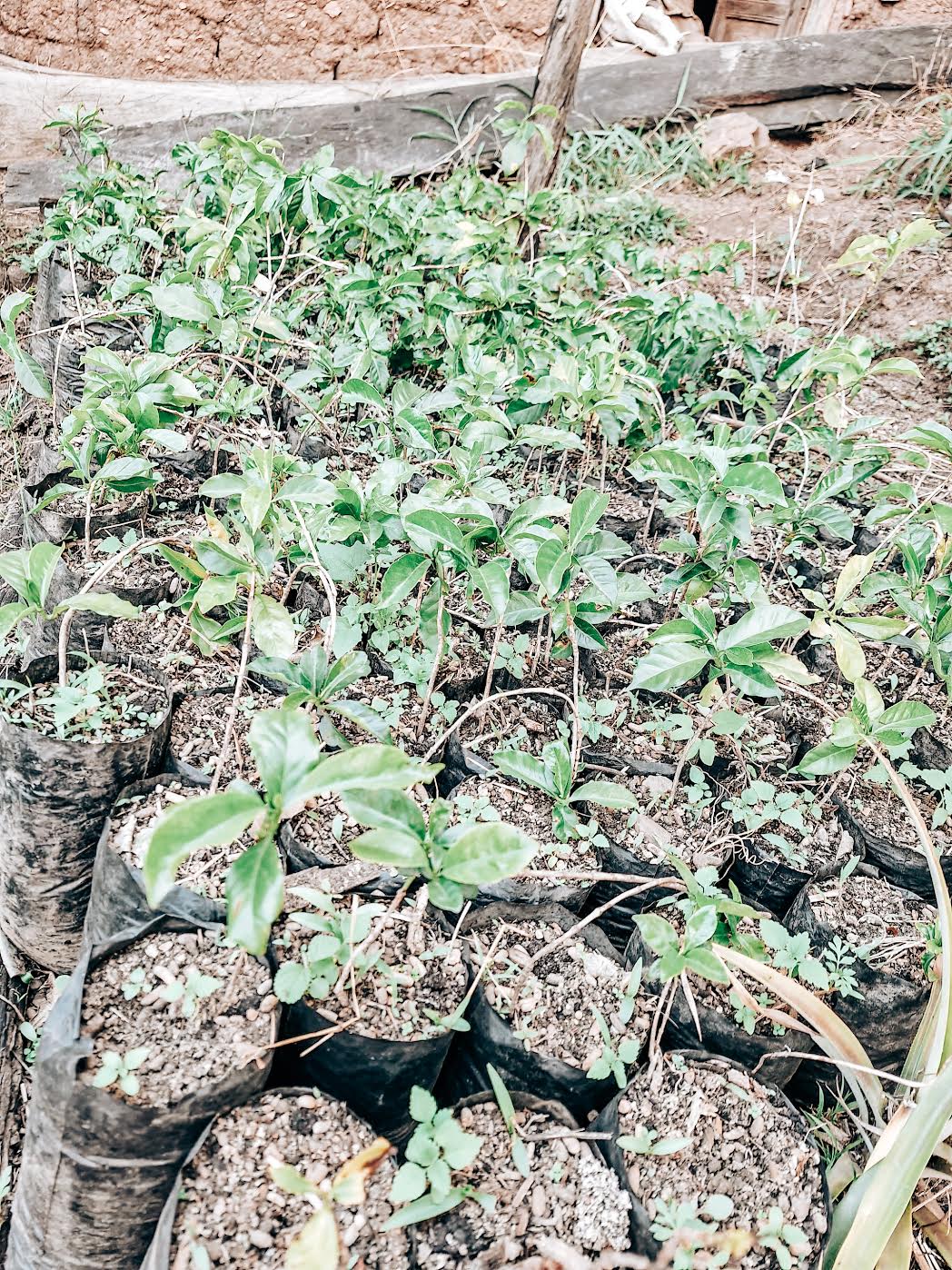 Famiglia Ramos Garcia - Proyecto Otuzco - Yellow Honey Typica