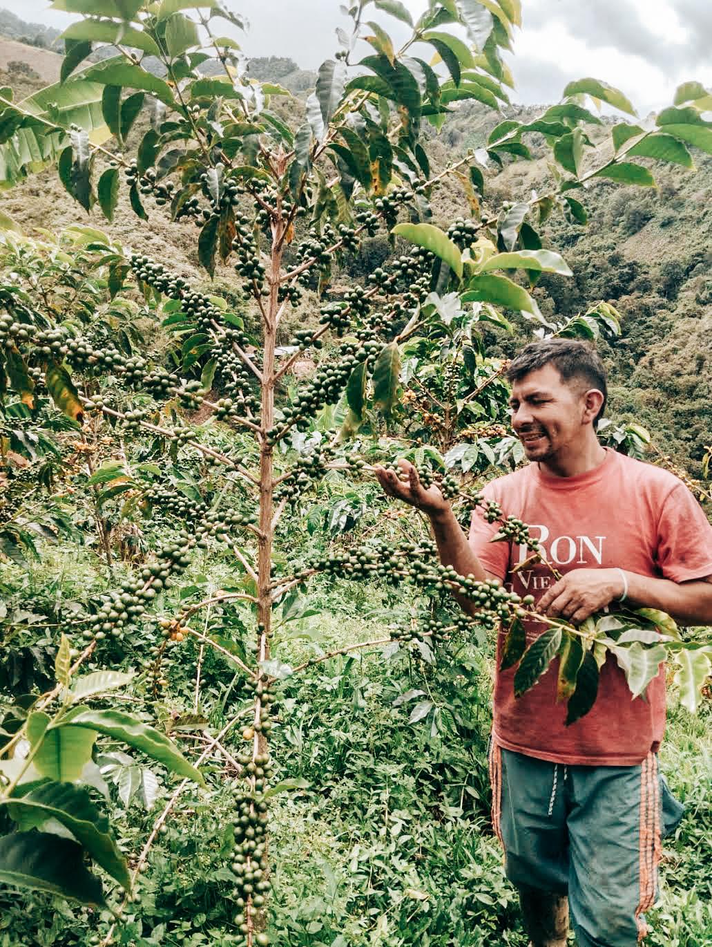 Eulices Fabian Quilindo Natural Pink Bourbon