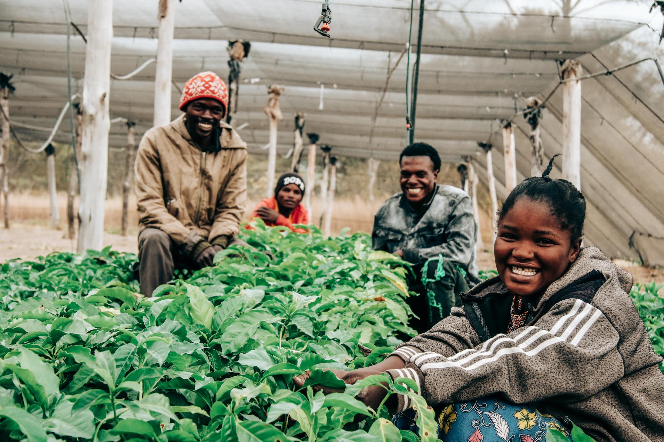 Daniel Tarling Starmaya PB Zambia Green Coffee | Washed | Dark Chocolate & Berries ...