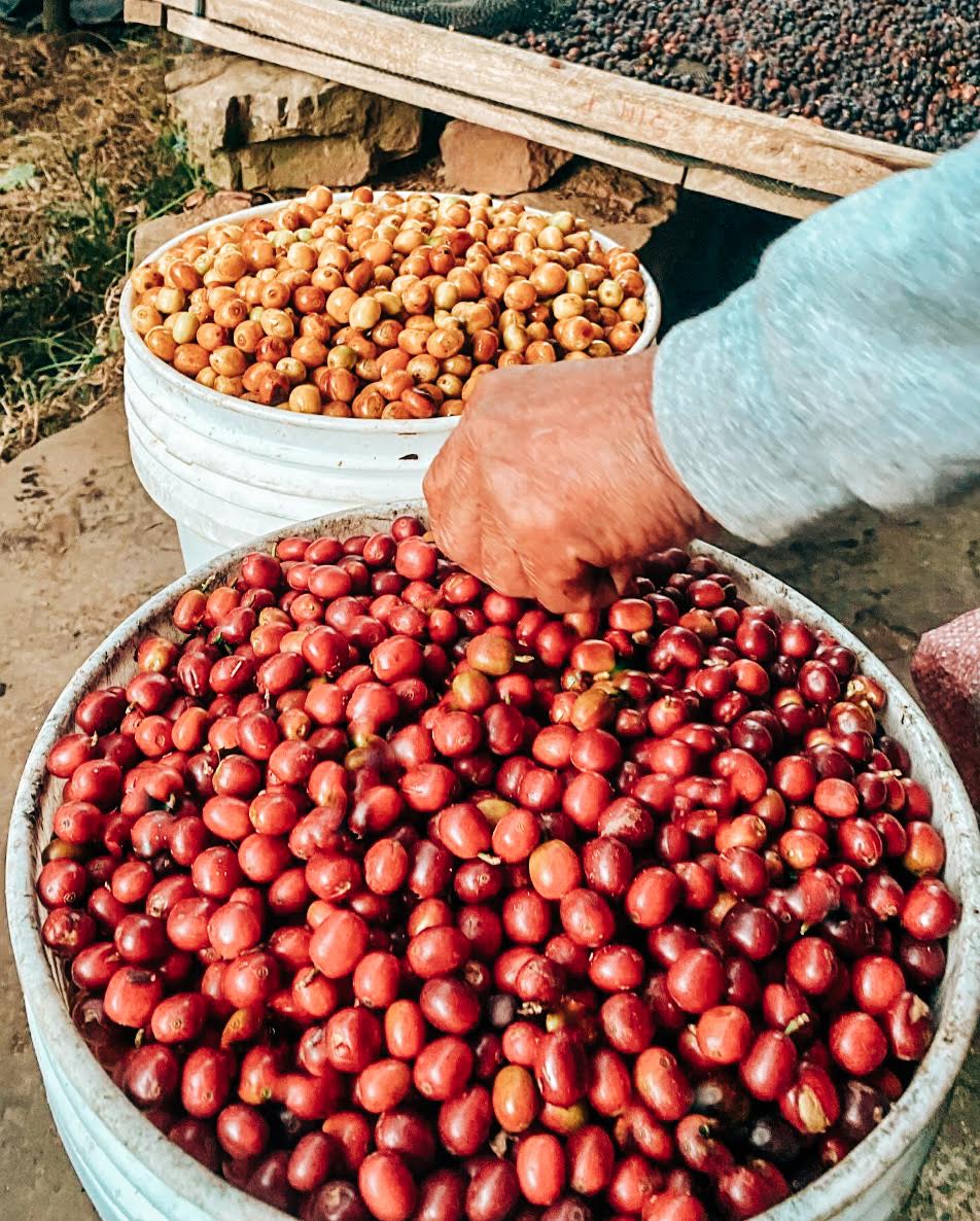 Ramos Garcia Family - Proyecto Otuzco - Natural - Typica