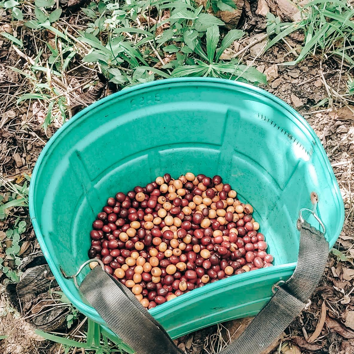 Finca La Trinidad - Alexander Robles Loaiza - Geisha - Nanolot