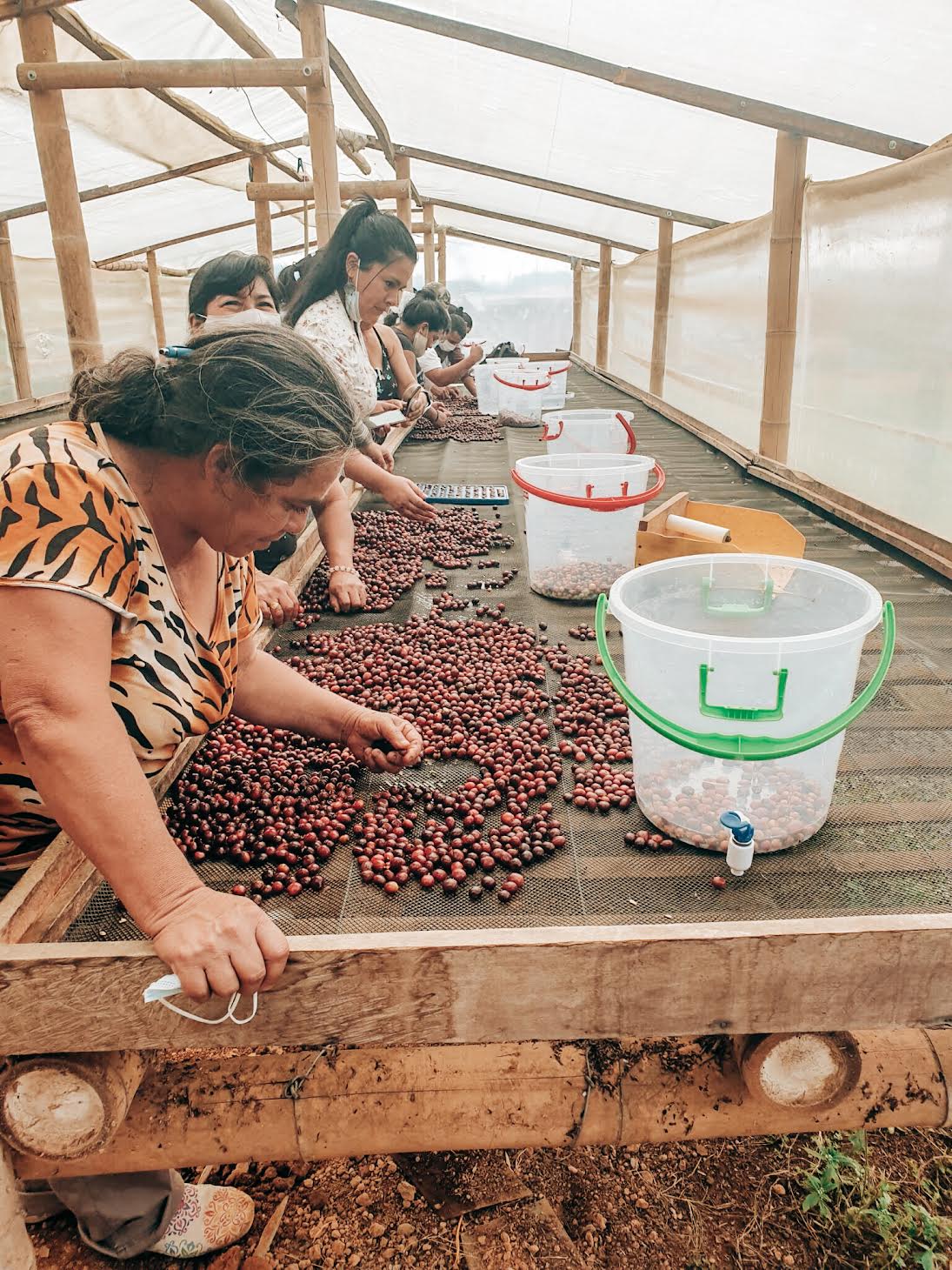 WBP-03 Wilton Benitez Caturra