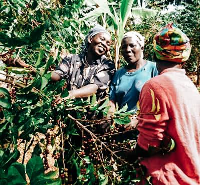 Papúa Nueva Guinea Typica Lavado