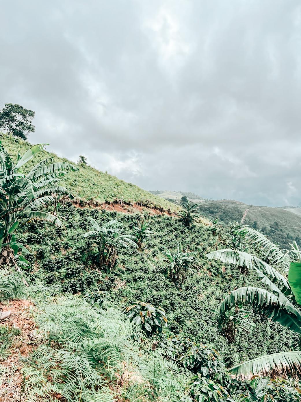 Oliverio Villafaña - Typica Honey