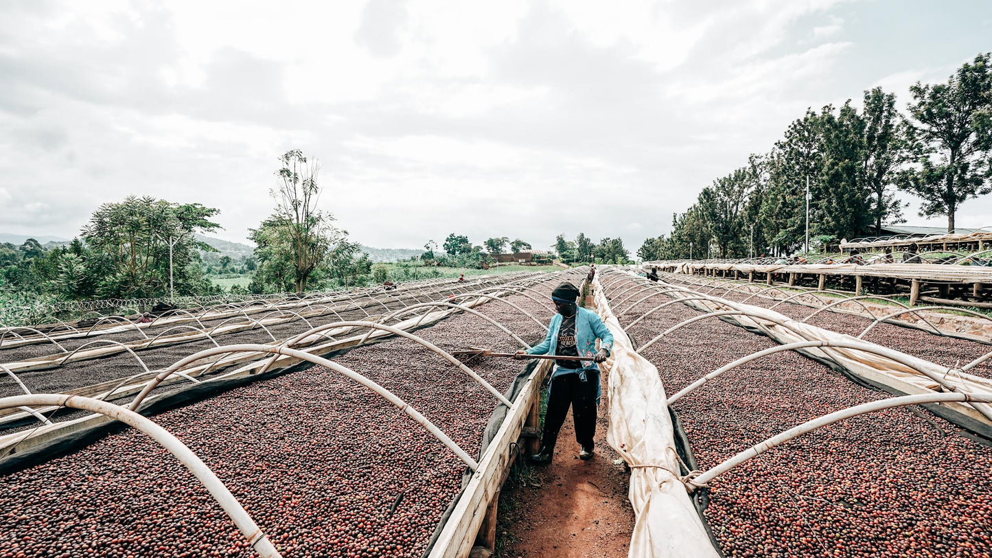 Agri Evolve Pulped Anaerobic