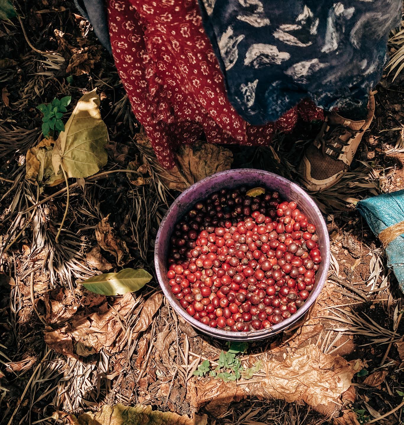 Ngila Estate Vasket Geisha