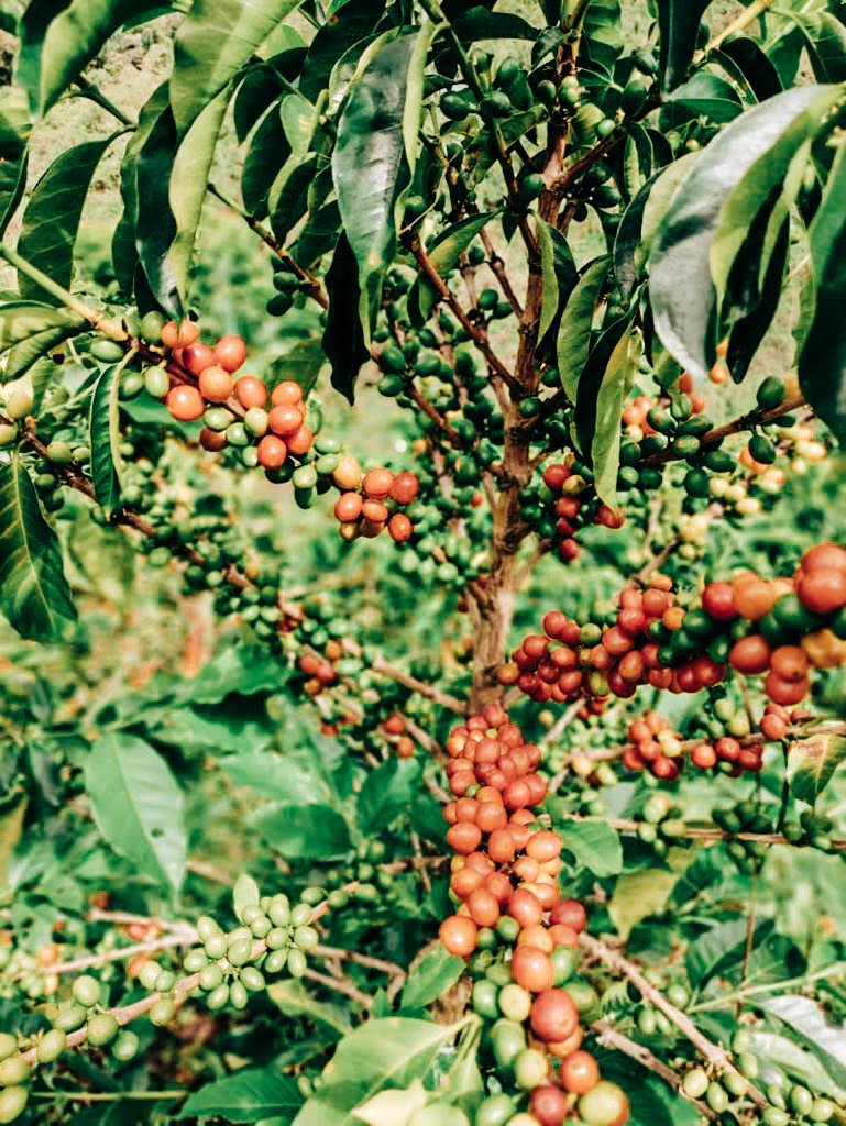 Las Flores Pink Bourbon Decaf