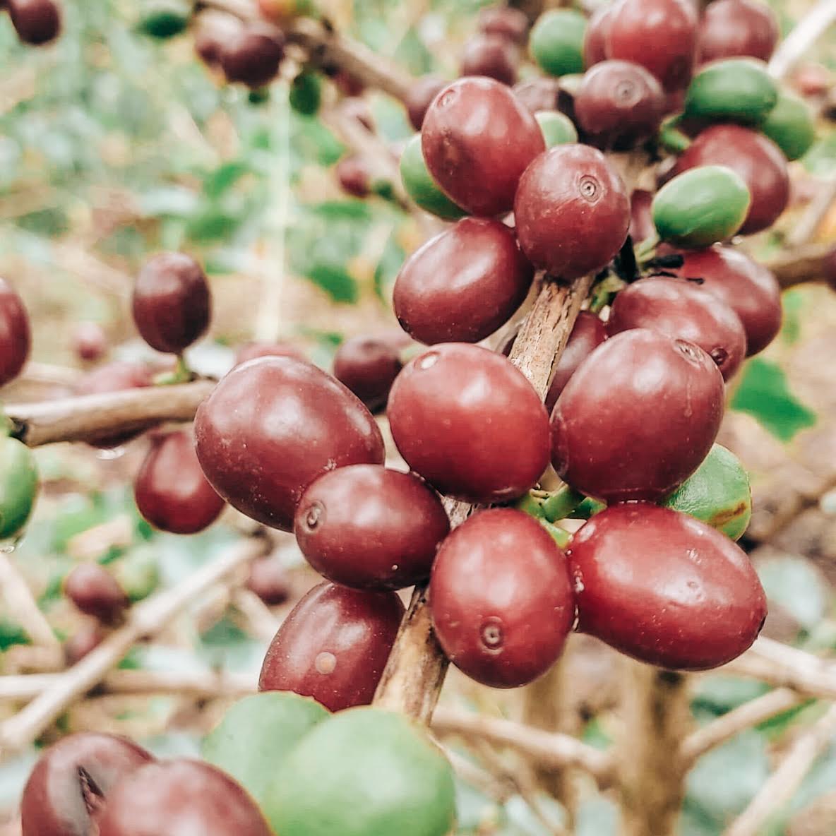 Finca La Trinidad - Alexander Robles Loaiza - Geisha - Nanolot