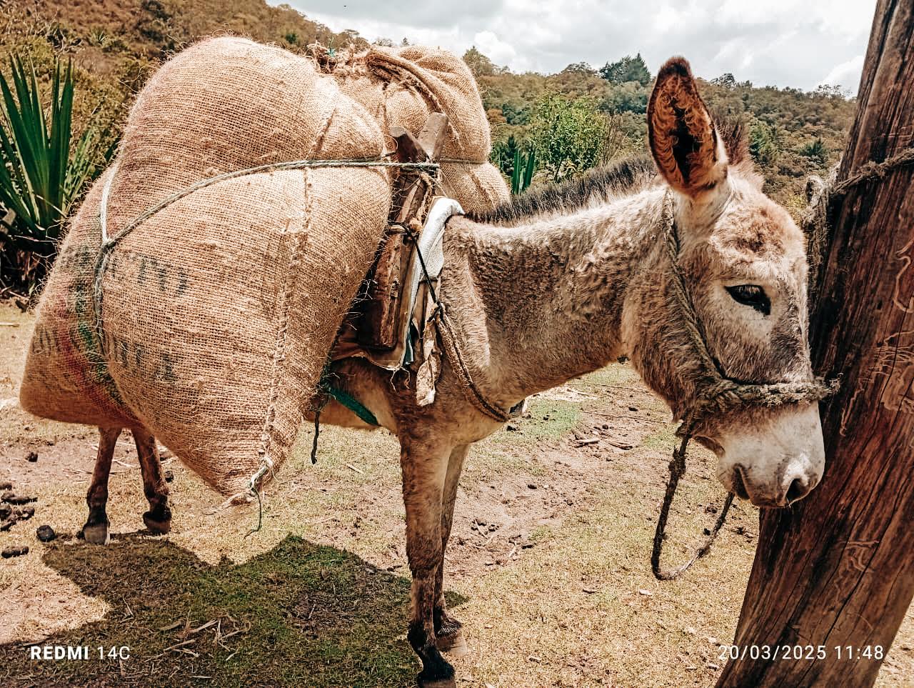 Regional Sierra Nevada Blend