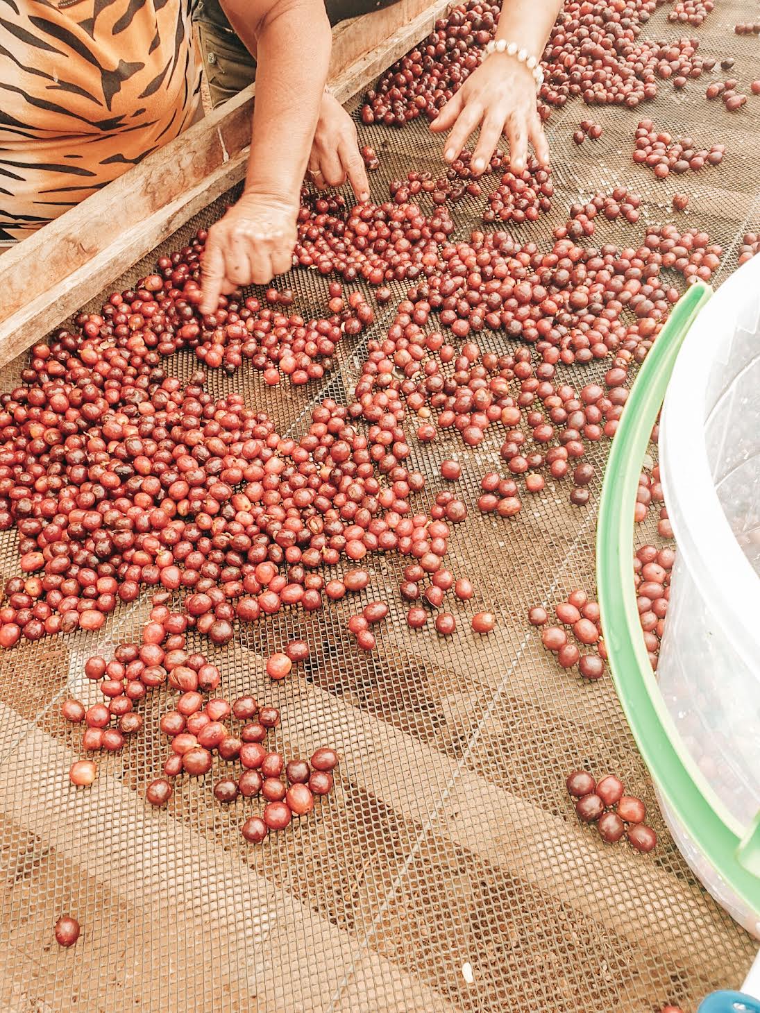 WBP-00 Wilton Benitez Castillo