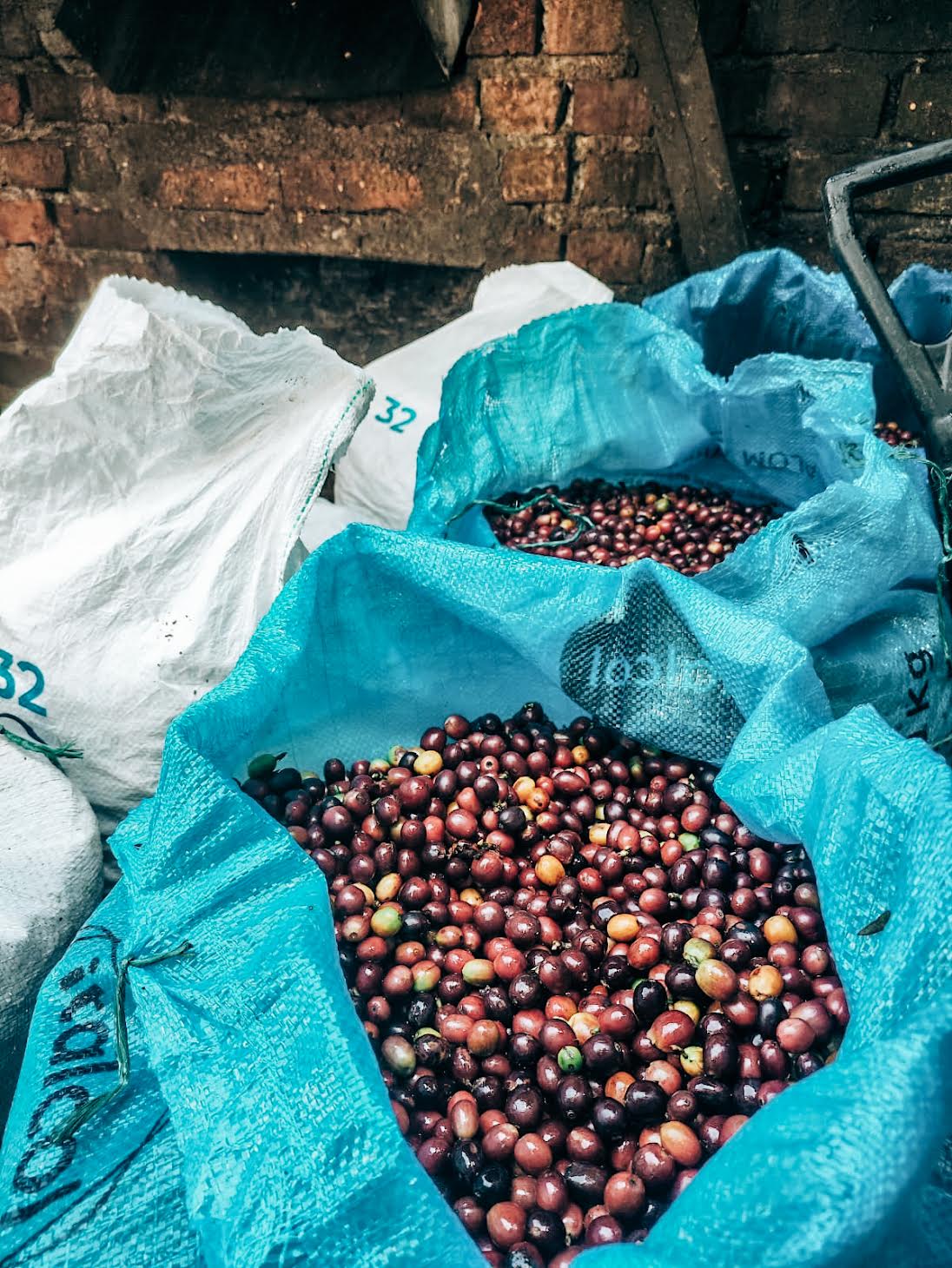 Colombian Washed - Regional Huila