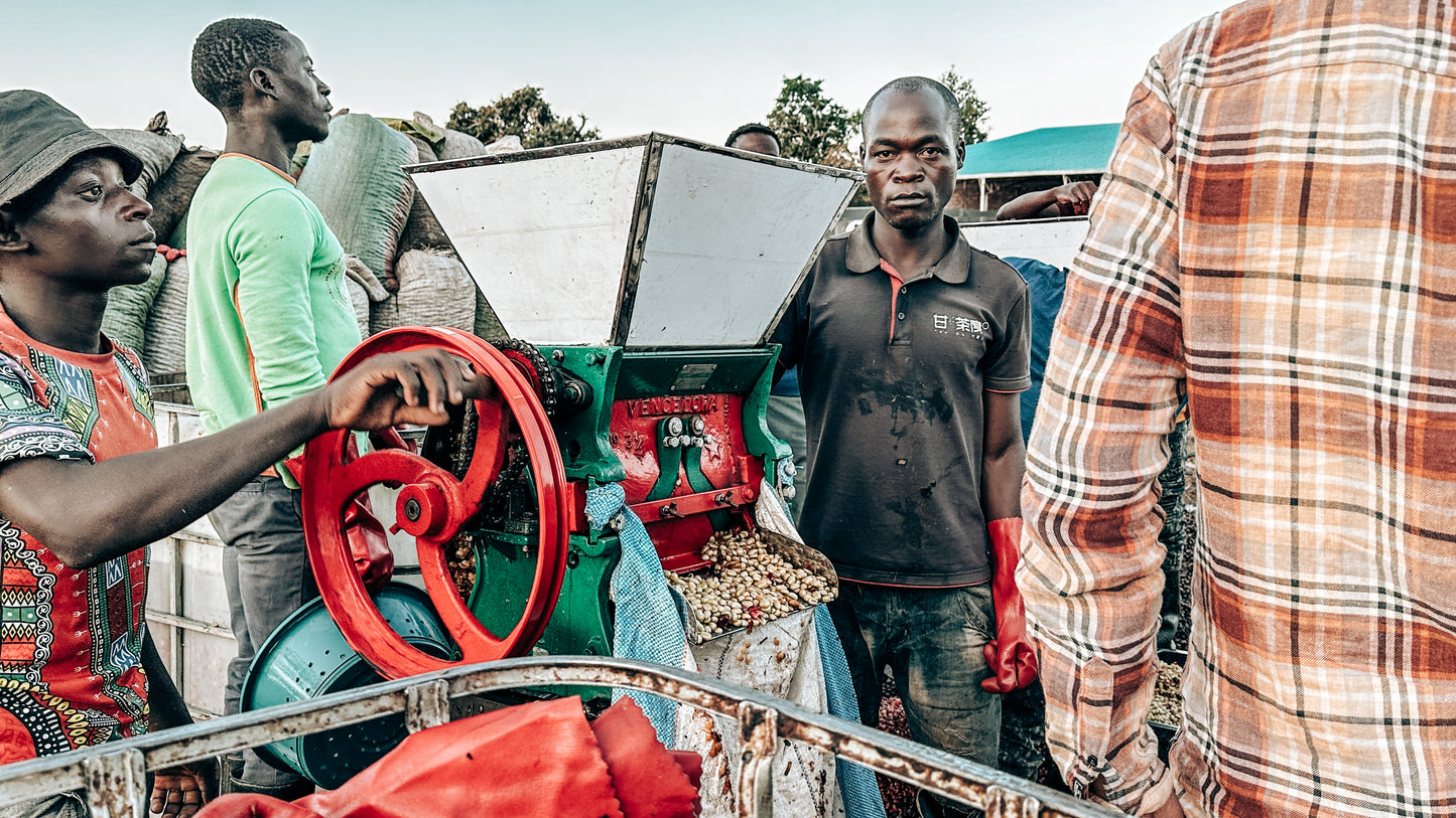 Gewaschen Starmaya AA