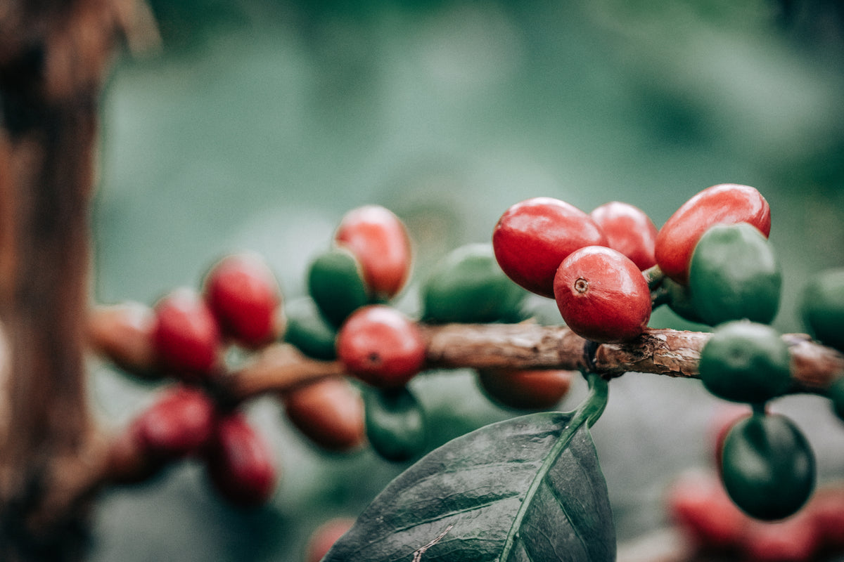 Mexican Decaf Mountain Water Process