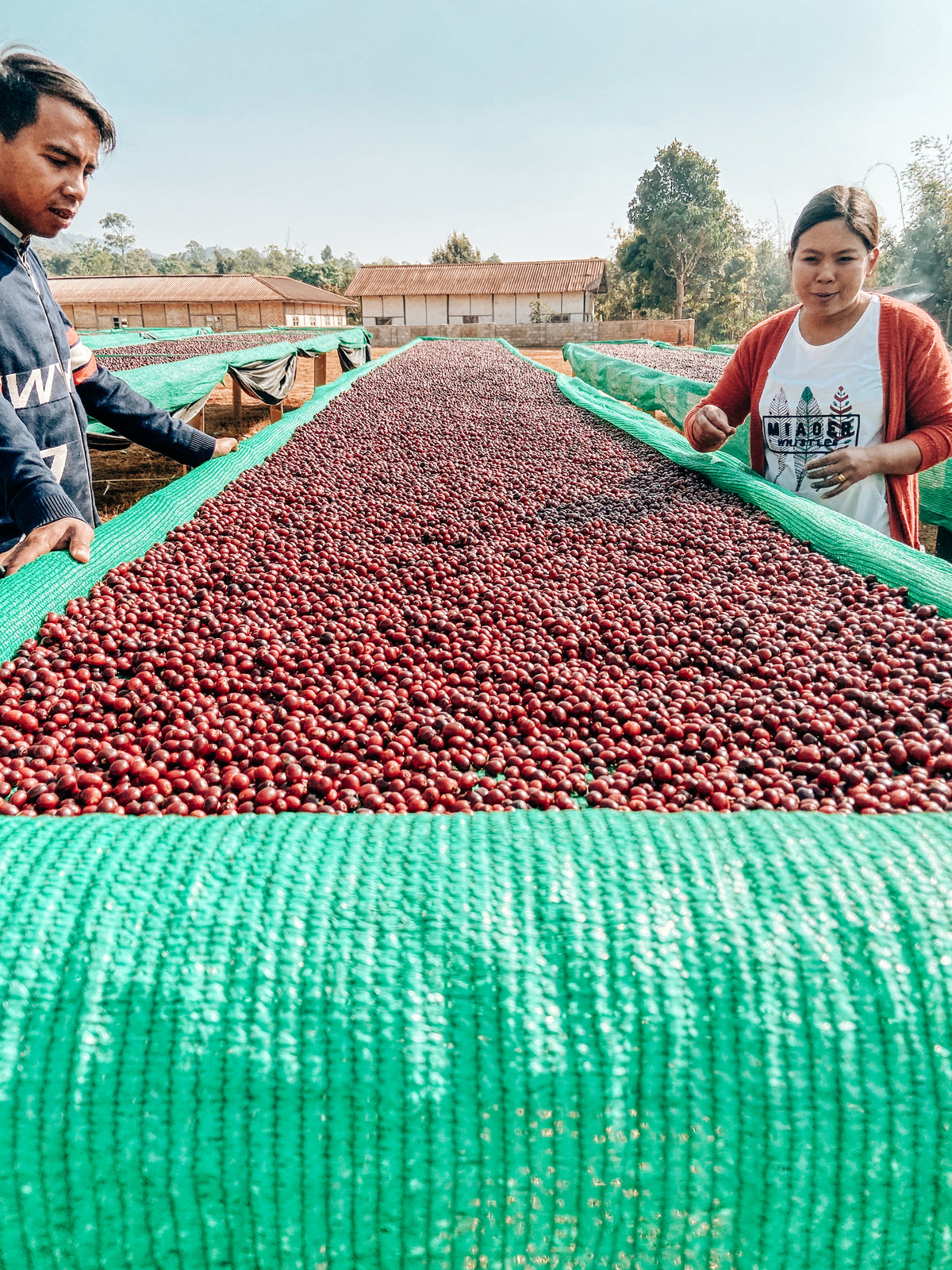 A Lel Chaung sorting cherries