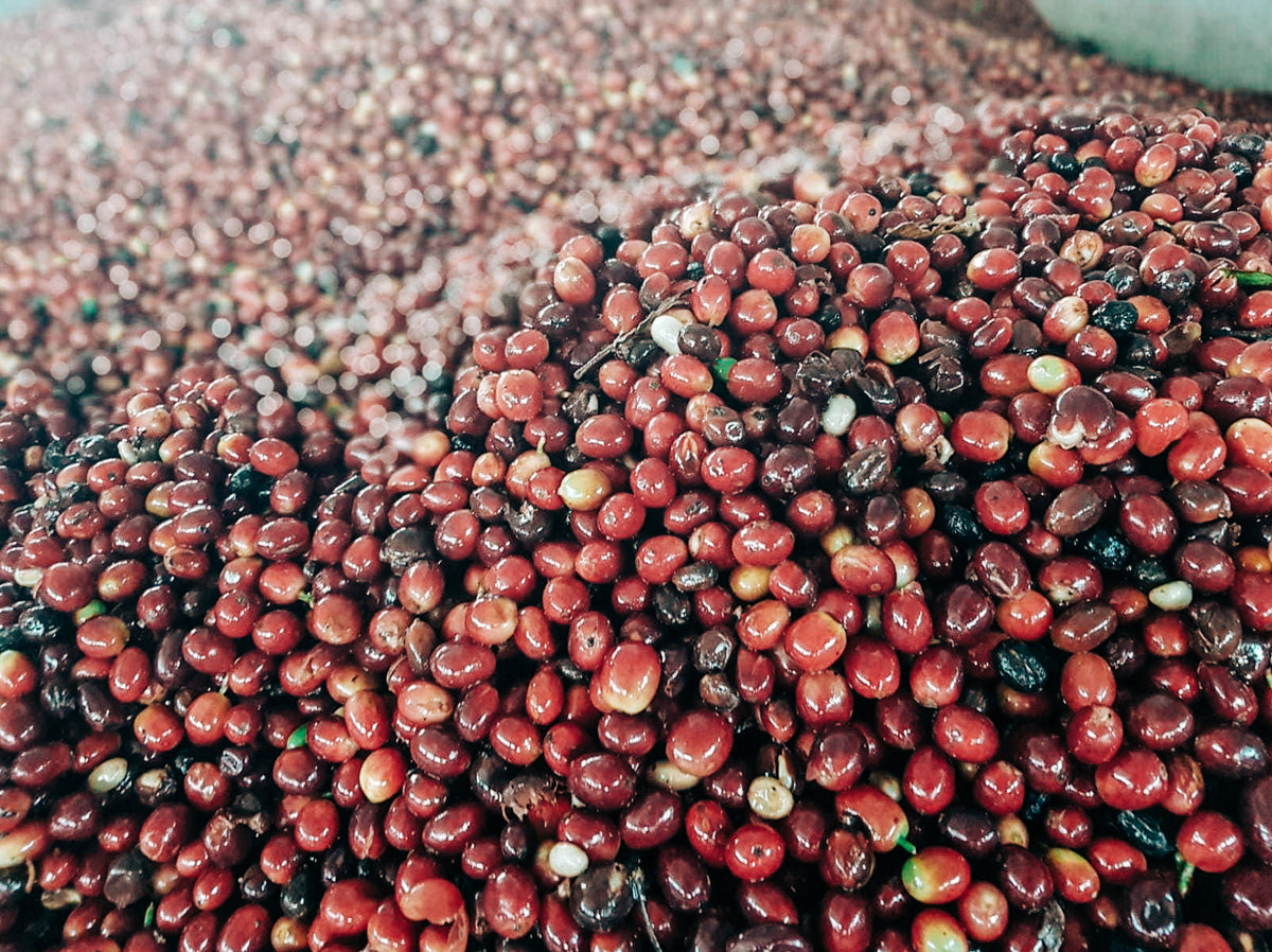 Andres Bazos cherries