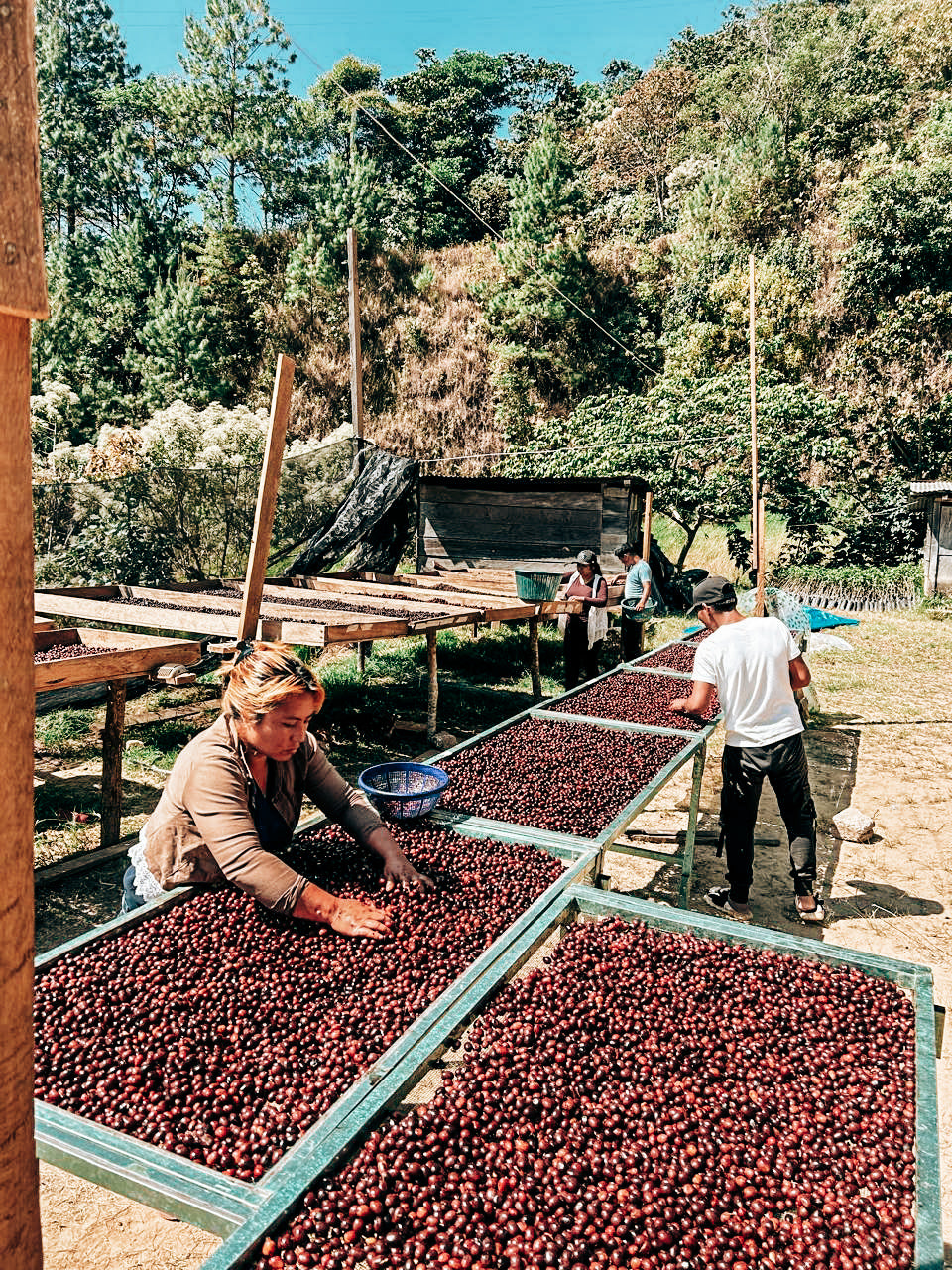 Nuevo Vergel | Maragogype Natural
