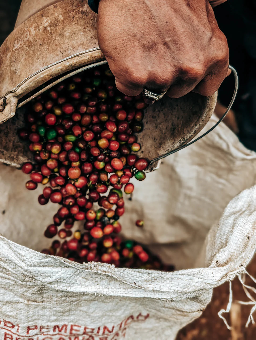 Capeca Bossa cherry sack