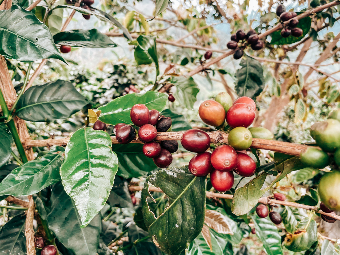 Finca Artemira - Ebert Huaman Villegas - Washed Catuai & Caturra