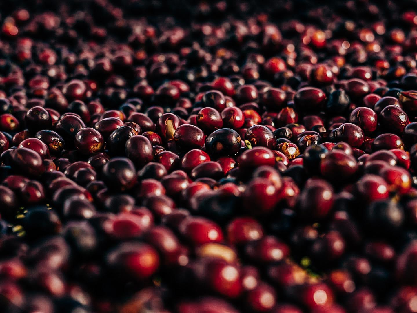 Chevas Coffee Estate Coffee Cherries