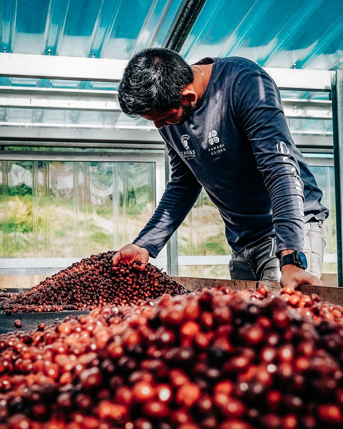 Chevas Coffee Estate Handling Cherries