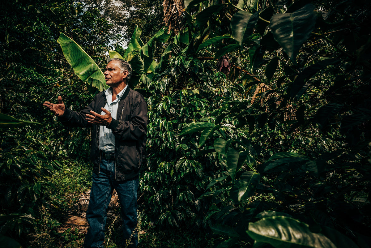 Cuatro Caminos Coffee Estates – Horqueta 3 Lot
