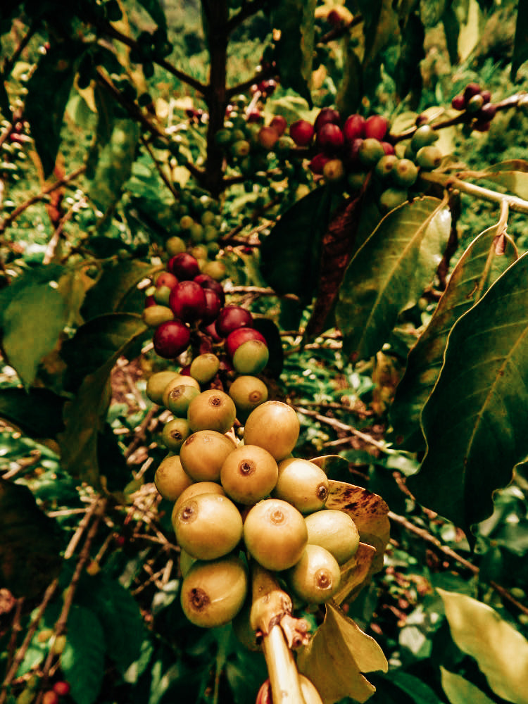 Kolumbien Excelso EP