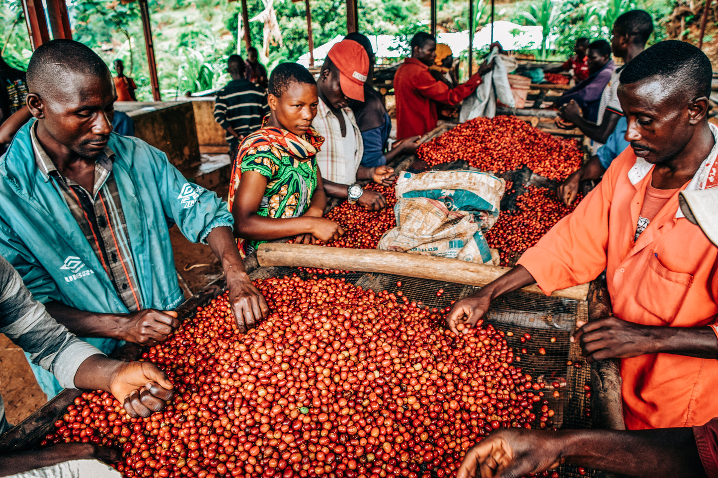 Migoti Cascara Tea