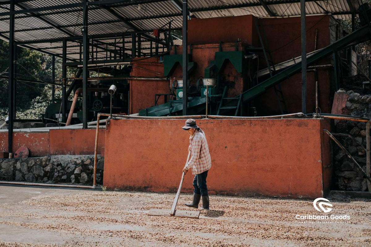 El Socorro - Natural Pacamara