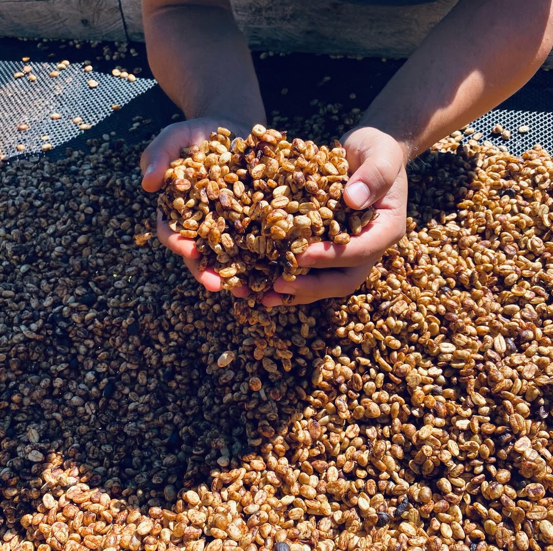 Finca Bernardina - Maragogype