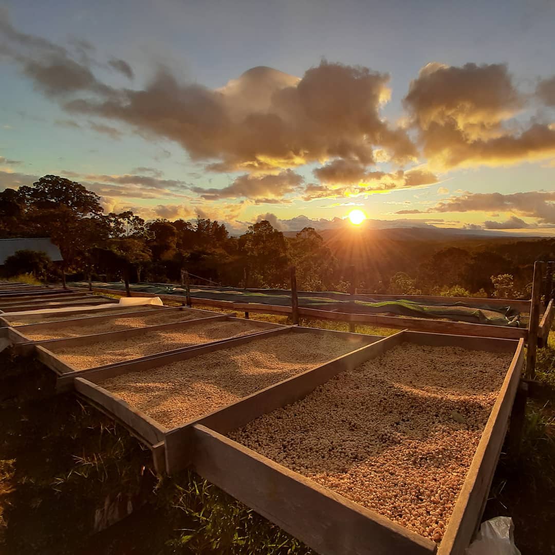 Finca Bernardina - Maragogype