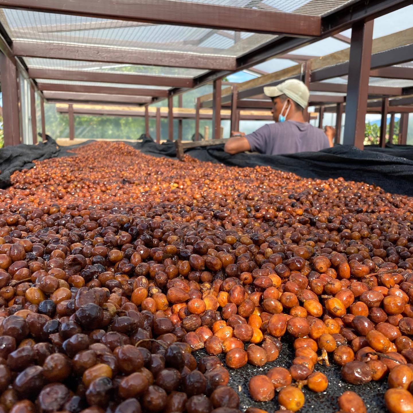 Finca Bernardina - Maragogype