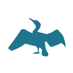 Cormoran