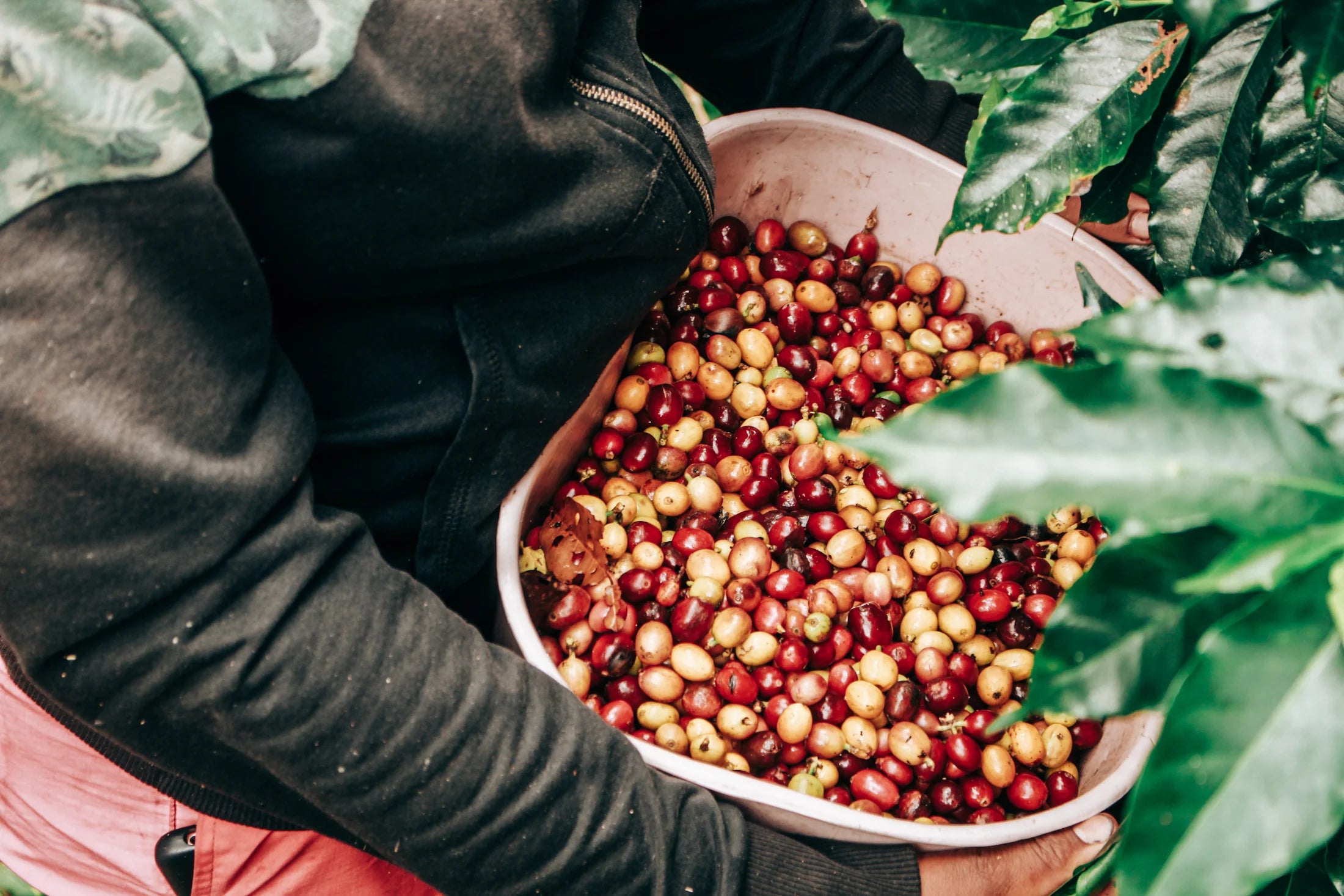 Harvesting Cherries
