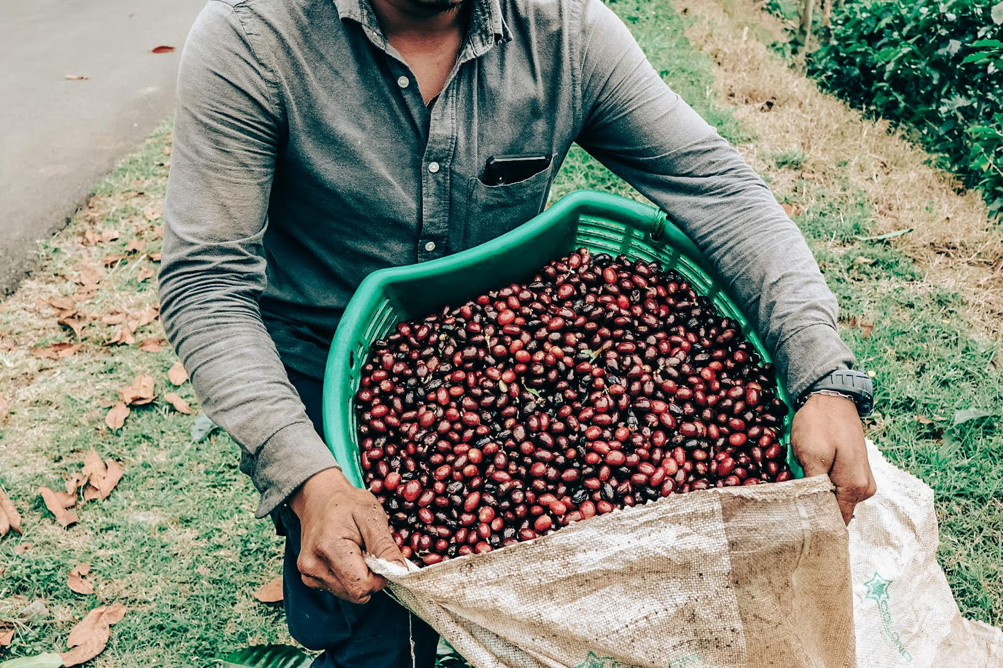 Hermanos Aguilera Yellow Honey Geisha cherries