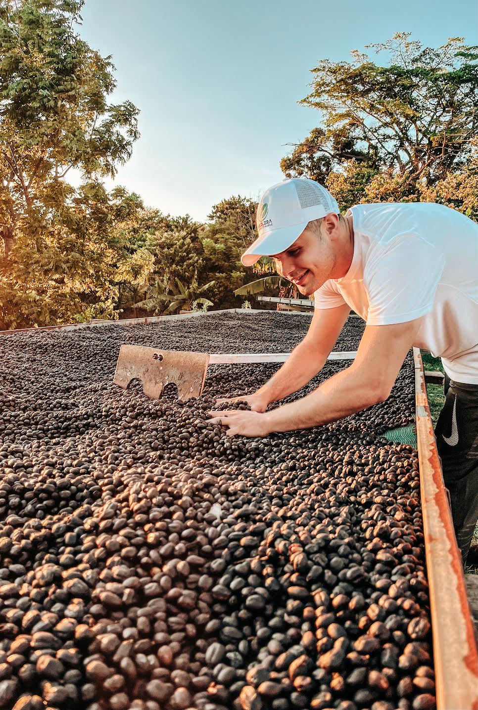 Hermanos Aguilera Yellow Honey San Roque drying cherries on raised bed