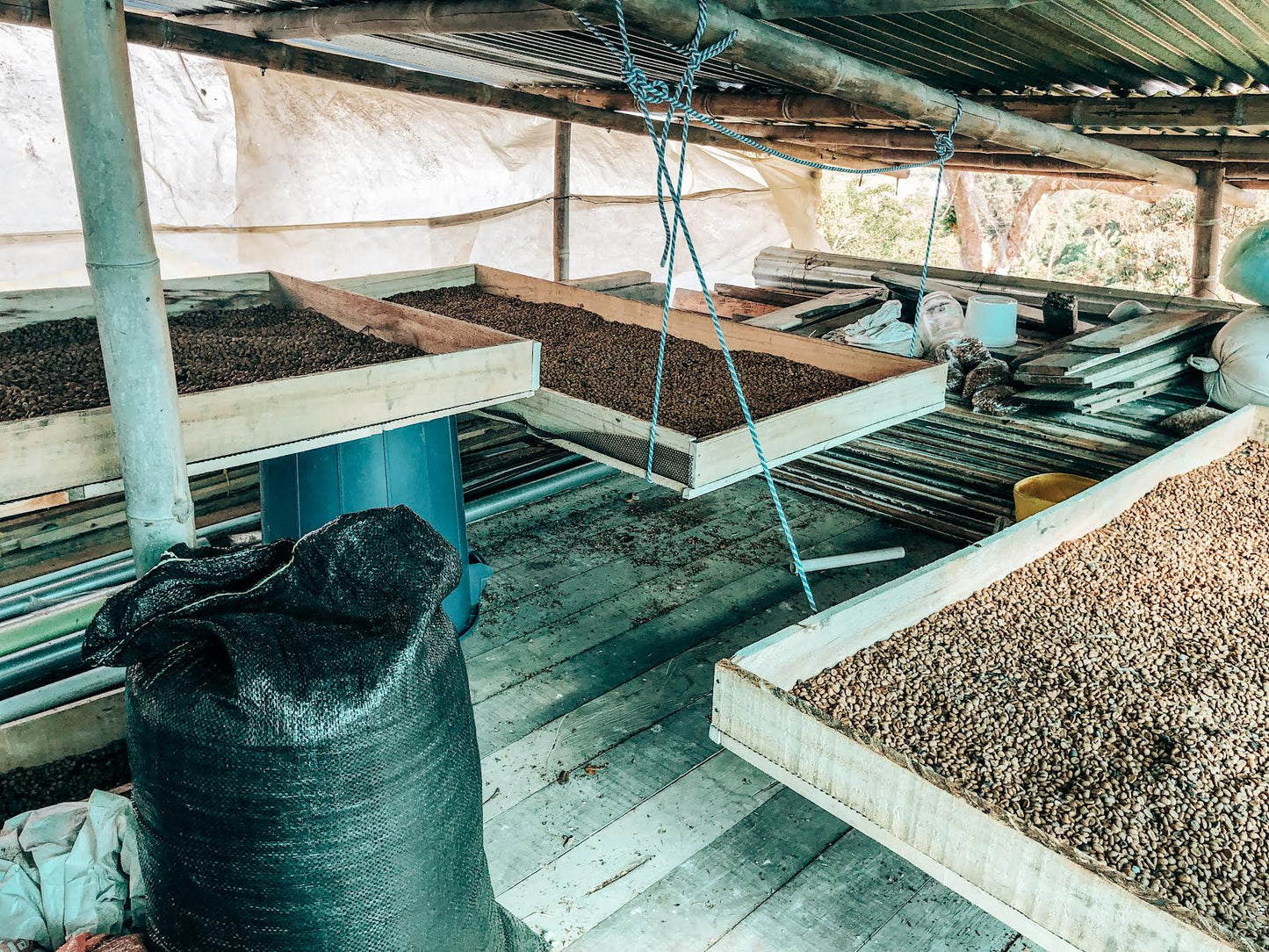 Hervey & Rocio Cuellar coffee drying
